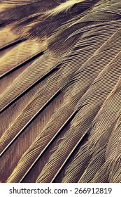 Wing Of Bird Close Up