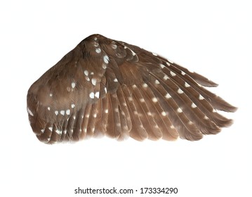 wing of the bird isolated on white