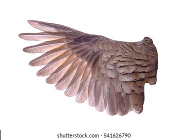 Wing Of Bird On White Background