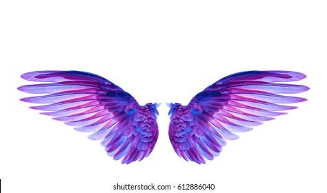 Wing Of Bird On White Background