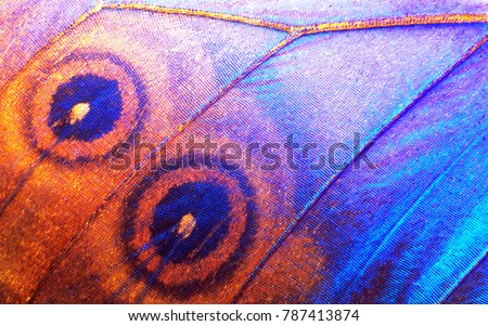 Wing of a butterfly Morpho texture background. Morpho butterfly. Extreme macro.