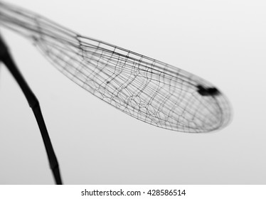 Wing Dragonfly Close Up Isolated On White