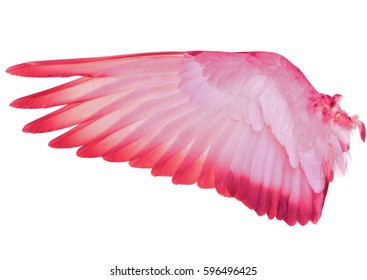 Wing Feathers Pink Bird Isolated On White Background