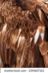 Wing feathers texture - Golden eagle 