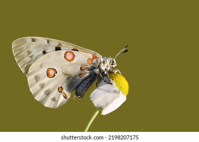 
Wing under-side view of a Apollo butterfly (Parnassius apollo) on a daisy flower