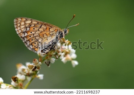 Wing under-side view of a feamel marsh fritillary (Euphydryas aurinia)