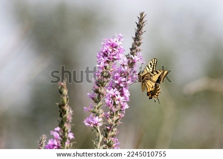 Wing underside view of a swallowtail (Papilio machaon) butterfly nectaring on pink flowers