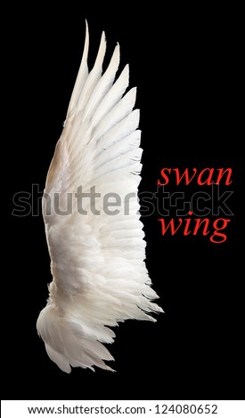 Wing white swan close-up. Isolation. On a black background.