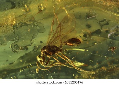 Winged Ant Imprisoned In Baltic Amber