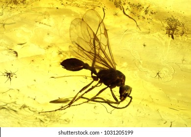 Winged Ant Imprisoned In Baltic Amber