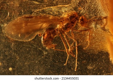 Winged Ant Imprisoned In Baltic Amber