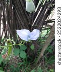 Winged bean flower in sri lanka 2024.09.23