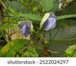 Winged bean flower in sri lanka 2024.09.23