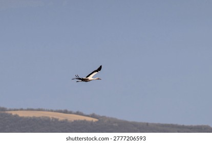 Winged elegance through the sky