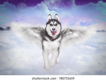 Winged Husky Images Stock Photos Vectors Shutterstock