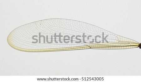 Winged insects on a white background