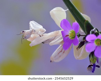 With winged legs, the orchid praying mantis - Powered by Shutterstock