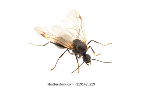 20,907 Ants wings Images, Stock Photos & Vectors | Shutterstock