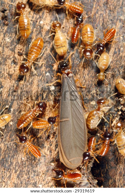 Winged reproductive male termite in a nest\
attended by workers and\
nasutes