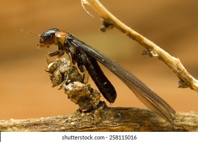 Winged Termite