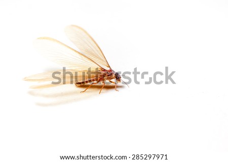 winged termites come in the evening after rainfall emerge