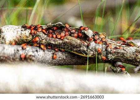 Wingless blacksmith, macro photography, forest in autumn