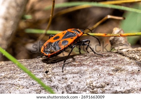 Wingless blacksmith, macro photography, forest in autumn