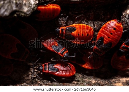 Wingless blacksmith, macro photography, forest in autumn