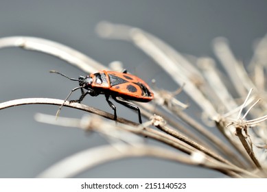A wingless red bug soldier crawls along branch dry grass 