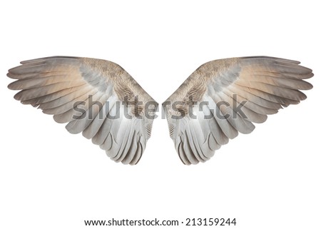 Wings