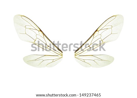 Wings of a bee isolated on a white background
