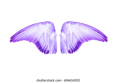 Wings Bird On White Background Stock Photo 604614353 | Shutterstock