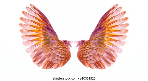 Wings Of Bird On White  Background