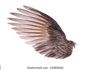 Wings Of Bird On White  Background