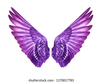 Wings Birds On White Background Stock Photo 1170817783 | Shutterstock