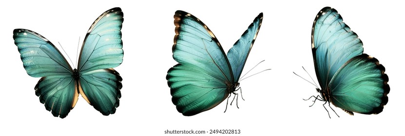 wings of a blue butterfly isolated on a white background