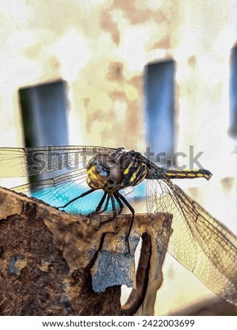 a dragonfly’s wings and body as it takes a moment to rest on an aged, rustic metal surface. The contrast between the natural elegance of the insect and the worn texture of the metal creates a visually