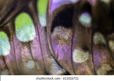 Wings Of Butterflies At High Magnification, Natural Texture And Background, Macro Close Up