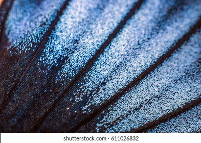 Wings Of Butterflies At High Magnification, Natural Texture And Background, Macro Close Up