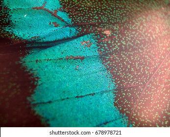 Wings Of Butterflies At High Magnification, Natural Texture And Background, Macro Close Up