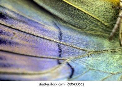 Wings Of Butterflies At High Magnification, Natural Texture And Background, Macro Close Up