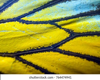 Wings Of Butterflies At High Magnification, Natural Texture And Background, Macro Close Up