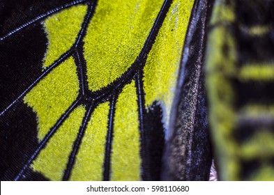 Wings Of Butterflies At High Magnification, Photos Are Made By A Macro Lens With Artificial Light