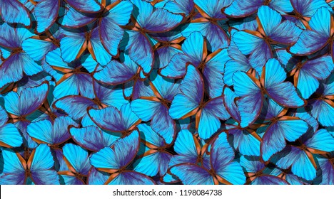 Wings Of A Butterfly Morpho. Flight Of Bright Blue Butterflies Abstract Background.