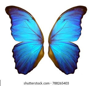 Wings of a butterfly Morpho. Morpho butterfly wings isolated on a white background. - Shutterstock ID 788265403