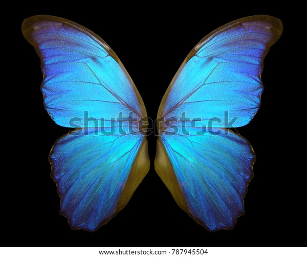Wings of a butterfly Morpho. Morpho butterfly\
wings isolated on a black\
background.