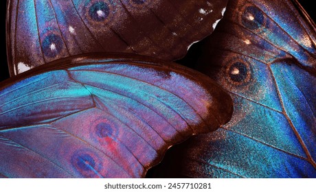 Alas una mariposa Morpho