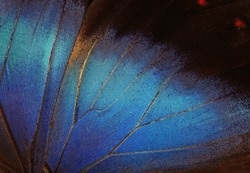Wings Of A Butterfly Morpho Texture Background. Blue Morpho Butterfly	