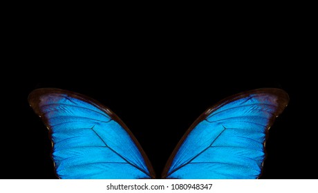Wings of a butterfly Morpho texture background. Morpho butterfly. Copy spaces.