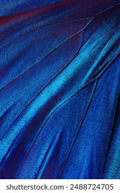 Wings of a butterfly Morpho texture background. Close up